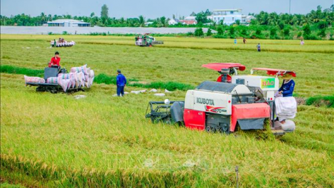 NH Nhà nước yêu cầu đảm bảo vốn tín dụng thu mua, tạm trữ thóc, gạo (12/8/2021)