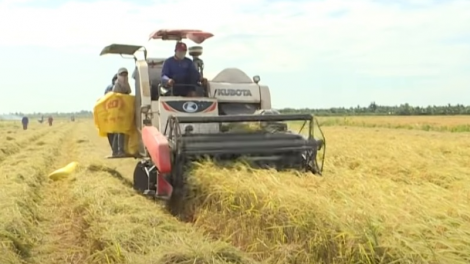ĐBSCL: Gánh nặng đè lên vai người dân khi giá phân bón tăng, giá lúa giảm (15/8/2021)