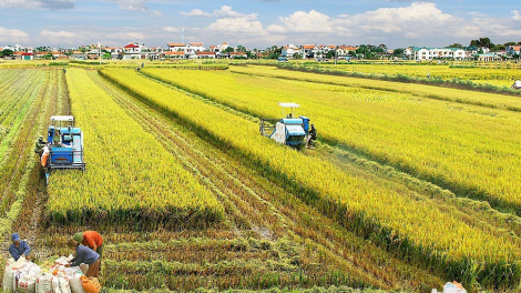 Gặp nhiều khó khăn: Ngành Nông nghiệp vẫn tăng trưởng trong dịch covid19 (10/08/2021)