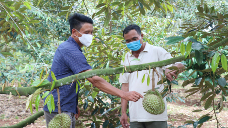 Đắk Lắk nỗ lực tìm giải pháp tiêu thụ sầu riêng (03/08/2021)