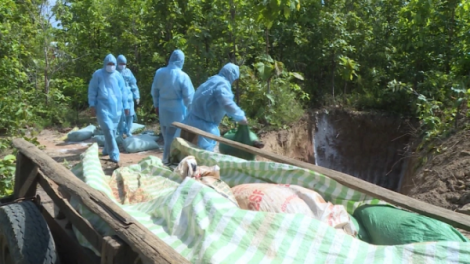 Gia Lai: Khẩn trương dập dịch tả lợn Châu Phi, ngăn chặn nguy cơ dịch kép trên đàn gia súc (18/08/2021)