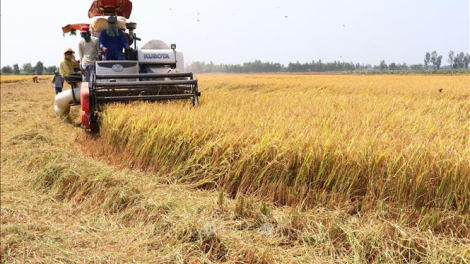 Giá phân bón tăng, giá lúa giảm: Gánh nặng đè lên vai người dân ĐBSCL (17/8/2021)