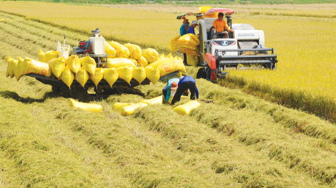 COVID 19: Sản xuất lúa ở ĐBSCL phải đảm bảo an ninh lương thực lâu dài (07/08/2021)