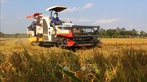Cần liên kết vùng để tiêu thụ lúa gạo tại Đồng bằng Sông Cửu Long (25/08/2021)