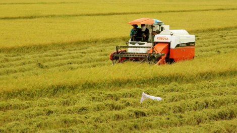 Sản xuất lúa gạo bền vững, hiệu quả trên cánh đồng. (30/08/2021)