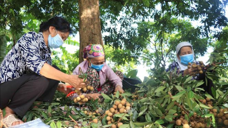 Đẩy mạnh chuỗi sản xuất nông sản sạch gắn với thị trường (10/08/2021)