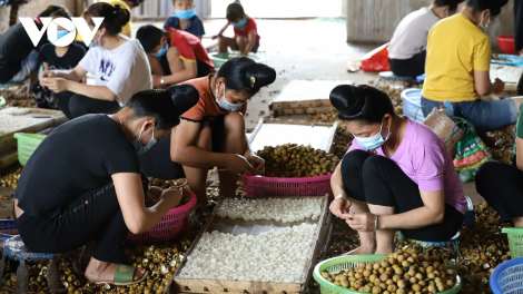 Sơn La vượt khó, thực hiện mục tiêu kép tiêu thụ nông sản (4/8/2021)