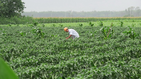 Đảm bảo truy xuất vùng trồng trong dịch Covid-19 (20/08/2021)