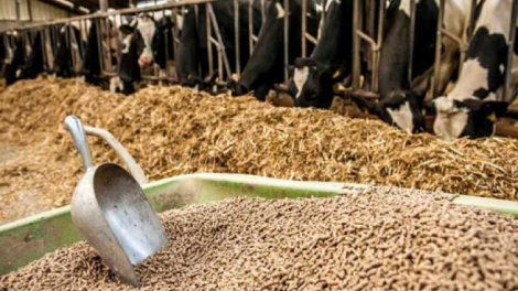 Giảm áp lực về nguồn nhập khẩu và giá đối với nguyên liệu thức ăn chăn nuôi (16/08/2021)