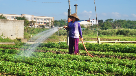 Mô hình 'tự cung tự cấp' thực phẩm của người dân Đà Nẵng (29/08/2021)