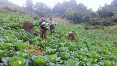 Kỹ thuật trồng rau trái vụ cho hiệu quả cao. (17/08/2021)
