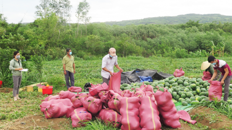 Phú Yên: Kết nối giúp nông dân tiêu thụ nông sản do ảnh hưởng của dịch Covid-19 (03/08/2021)