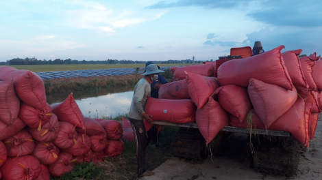Sóc Trăng thu hoạch và tiêu thụ lúa thuận lợi nhờ chủ động phương án bao tiêu sản phẩm (27/08/2021)