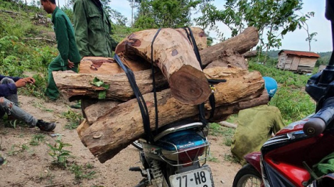 Phá rừng bảo tồn Ea Sô: Cần điều tra đầu nậu, cắt cung- cầu gỗ lậu (18+19/09/2021)