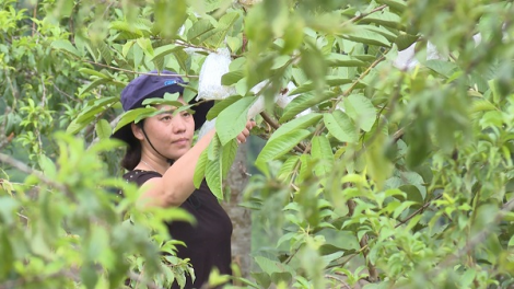 Du lịch nông nghiệp Bắc Hà chuyển hướng mới trong mùa dịch, chờ cơ hội phục hồi (20/09/2021)