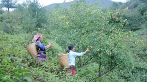 Sơn La: Khó khăn tìm đầu ra cho quả sơn tra ở vùng cao (25/9/2021)