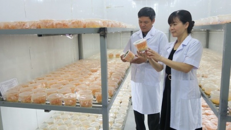 Trồng nấm an toàn, hiệu quả cao (07/09/2021)