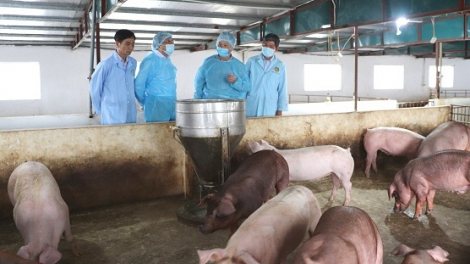 Những mối nguy liên quan và và giải pháp phòng ngừa dịch tả lợn Châu Phi (06/09/2021)