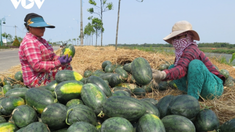 Quảng Ngãi: Nỗ lực giải quyết đầu ra cho nông dân, ngư dân (30/09/2021)