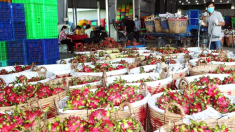 HTX nông nghiệp - tăng cường kết nối cung cầu, tiêu thụ nông sản mùa dịch (06/09/2021)