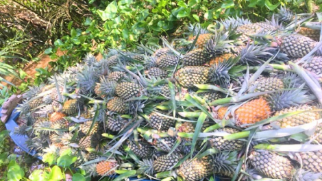 Nhiều nông sản tăng giá, nông dân Tiền Giang phấn khởi (17/09/2021)