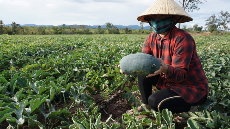 Nông dân Gia Lai lao đao vì dưa hấu rớt giá (5/01/2021)