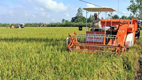 Niềm vui trên những cánh đồng lúa đặc sản ST ở Sóc Trăng (30/1/2023)