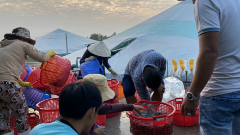 Tiền Giang, Bến Tre: Sau Tết giá tôm thẻ tăng vọt, người nuôi lãi cao (30/1/2023)