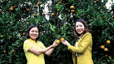 Hòa Bình: "Cam sản xuất theo hướng hữu cơ vì môi trường sống xanh" (11/01/2023)