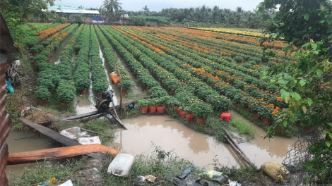 Tiền Giang: Mưa trái mùa kéo dài, người trồng hoa kiểng “ngồi trên đống lửa” (10/1/2023)