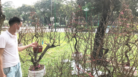 Số lượng hoa, cây kiểng miền Bắc vào TP.HCM giảm (14/1/2023)