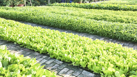 Những ruộng rau ngày cuối năm (19/1/2023)