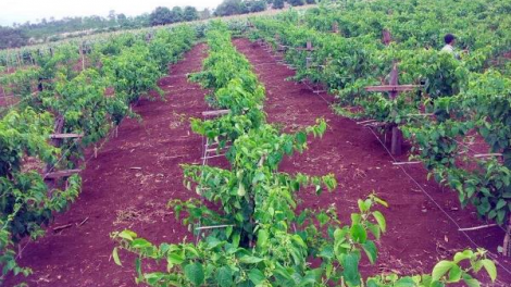 Gia Lai: Xử phạt 80 triệu đồng 1 doanh nghiệp giả mạo xuất xứ cây chanh dây giống (12/1/2023)