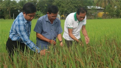 Mùa vàng no ấm trên cánh đồng lúa ST (17/1/2023)