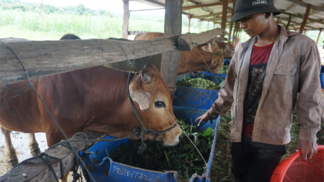 Gia Lai: Hân hoan niềm vui thoát nghèo (06/1/2023)