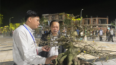 Rộn ràng lễ hội Mai vàng An Nhơn, Bình Định (10/1/2023)
