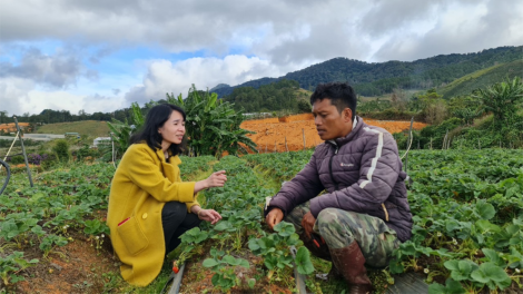 Xuân ấm no nơi chân núi Langbiang (12/1/2023)