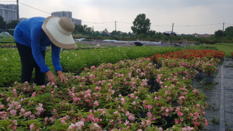 TP HCM: Người trồng hoa Tết lo mất Tết vì mưa trái mùa (10/1/2023)