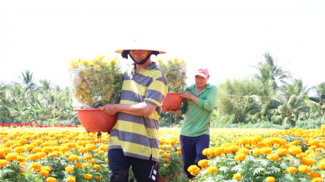 Cần Thơ: “Hoa Xuân lạ” hút hàng dịp Tết (20/1/2023)