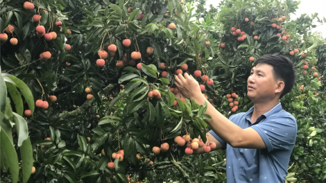 Hợp tác xã phát triển du lịch nông nghiệp gắn với xây dựng nông thôn mới (04/10/2023)