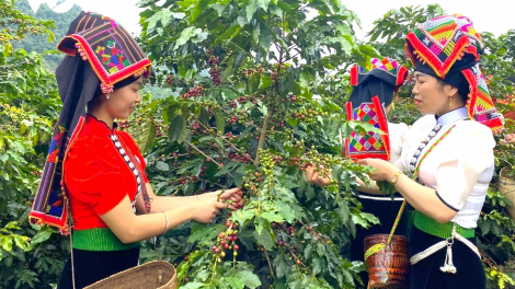 Cà phê Arabica Sơn La – Hương vị đặc sắc của núi rừng Tây Bắc (21/10/2023)