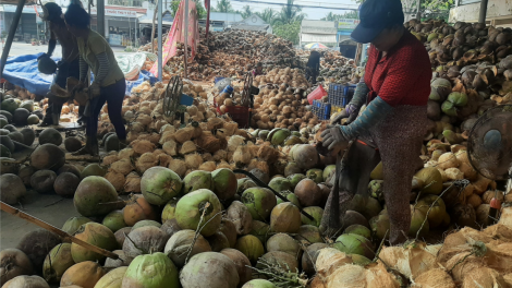Bến Tre: Trái dừa sẵn sàng xuất khẩu chính ngạch sang thị trường Trung Quốc (22/10/2023)