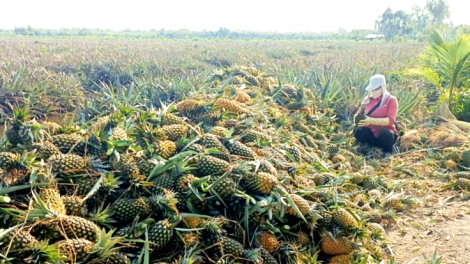 Tiền Giang: Giá khóm đạt kỉ lục, nông dân vùng Đồng Tháp Mười phấn khởi (12/10/2023)