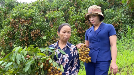 Phát triển cây ăn quả chất lượng trên đất đồi Yên Bái (16/10/2023)