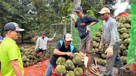 Đắk Lắk: Sầu riêng được mùa, được giá, nông dân lãi 1 tỷ đồng/ha (29/10/2023)