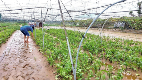 Sau lũ, nông dân Đà Nẵng bắt tay trồng lại vụ rau Tết (22/10/2023)