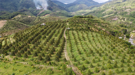 Chuyển đổi số giúp nông sản miền núi Khánh Hòa tiếp cận thị trường quốc tế (10/10/2023)