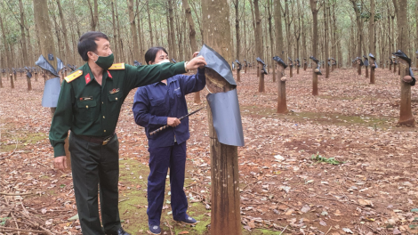Biên giới Gia Lai ổn định phát triển nhờ cây cao su của quân đội (6/10/2023)