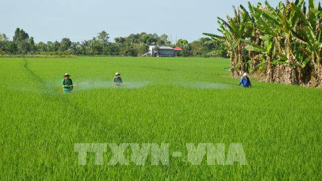 Sẵn sàng sản xuất lúa chất lượng cao gắn với tăng trưởng Xanh (29/11/2023)