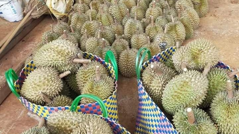 Sầu riêng Đăk Lăk: Nhiều thắng lợi, lắm lo âu (12/11/2023)